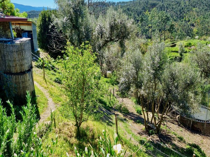 Olive trees and land